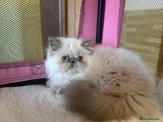 Persian cats 💕 Beautiful kitten 💕 - Advert 10