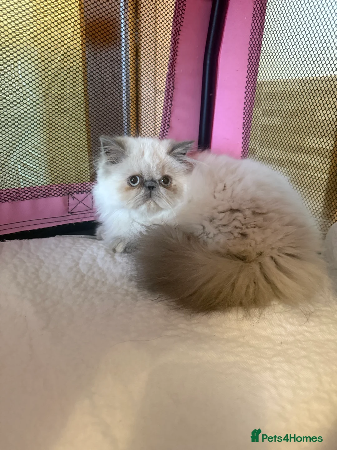 Persian cats for sale: 💕 Beautiful kitten 💕 - Advert 1
