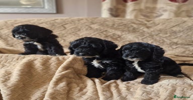 Cockapoo dogs - Advert 2