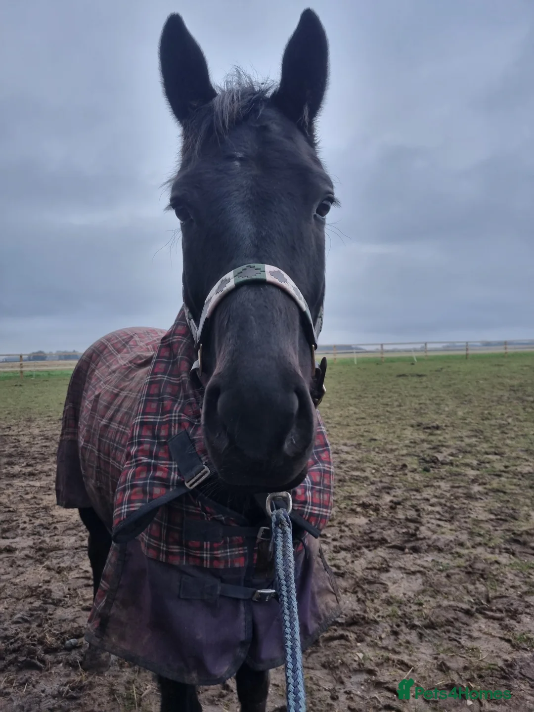 English Thoroughbred horses for sale: Eventing prospect  in Grimsby - Advert 2