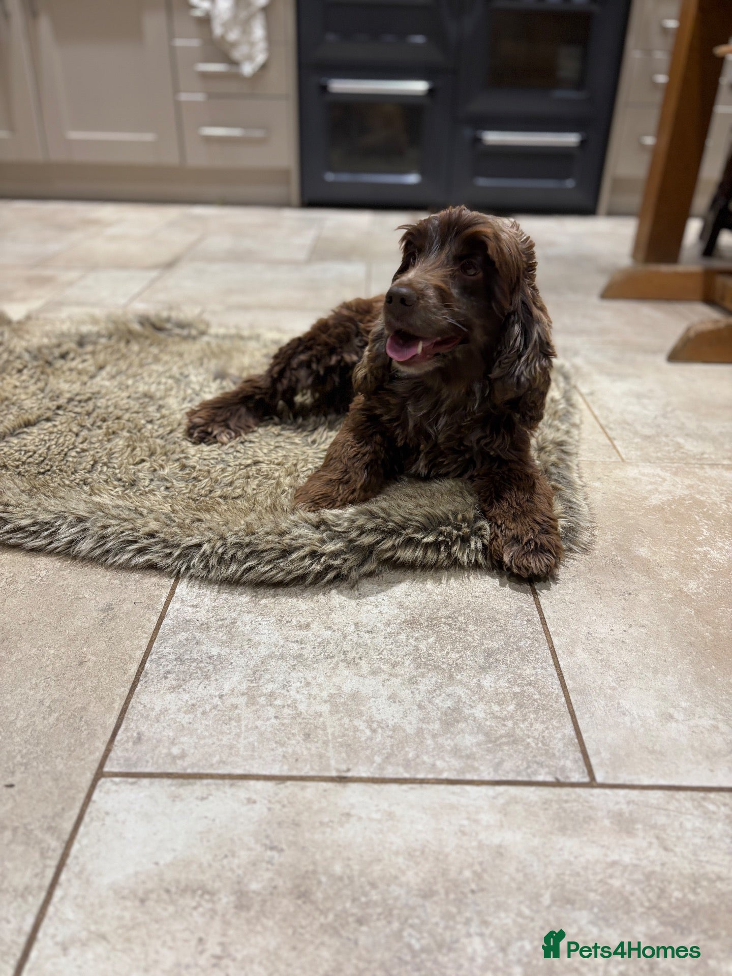 Cocker Spaniel dogs 4 year old cocker spaniel  - Advert 1