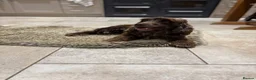 Cocker Spaniel dogs for sale: 4 year old cocker spaniel  - Advert 1