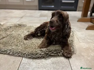 Cocker Spaniel dogs 4 year old cocker spaniel - Advert 1
