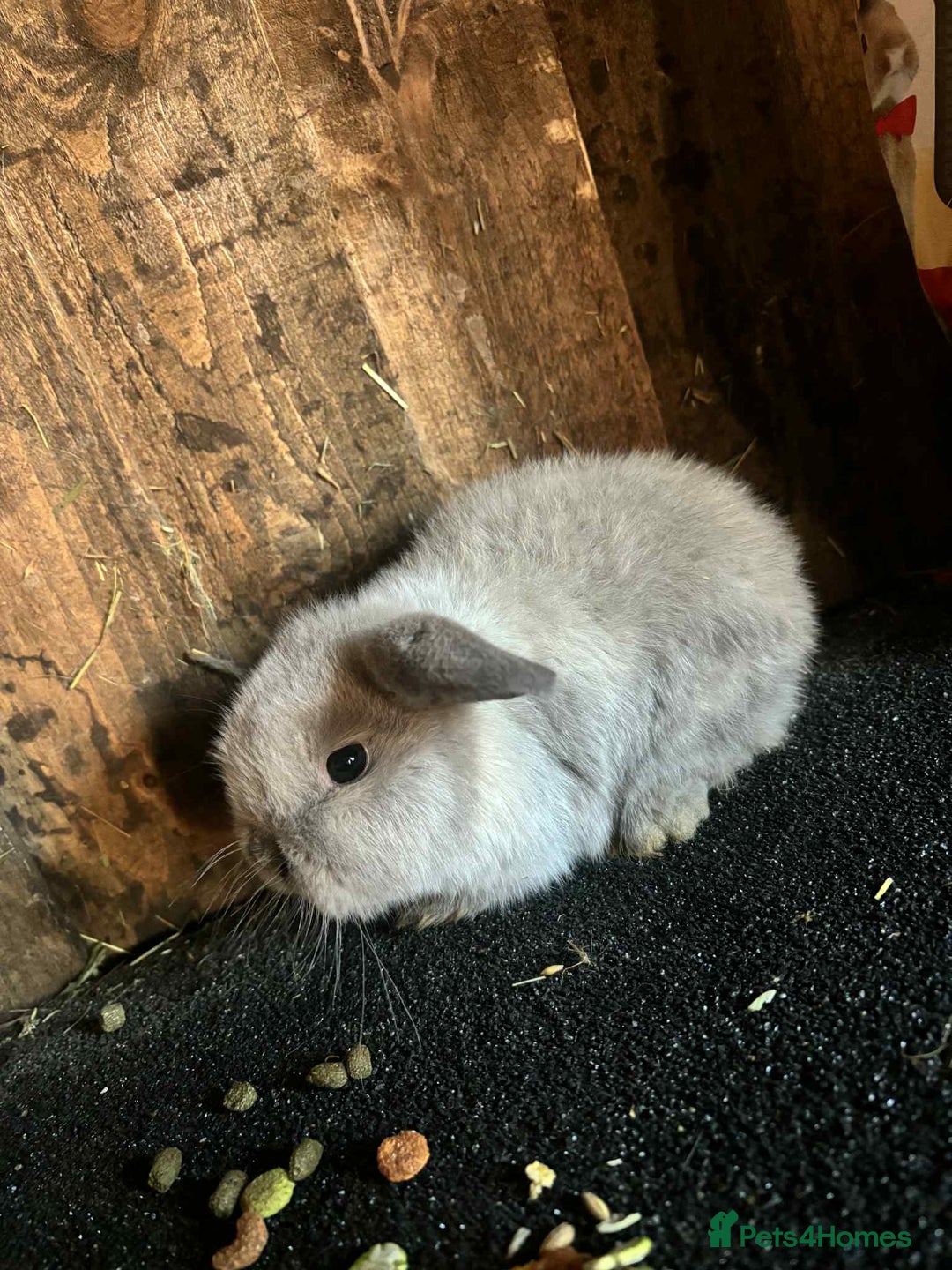 Mini Lop rabbits for sale: Baby mini lop rabbits - Advert 7