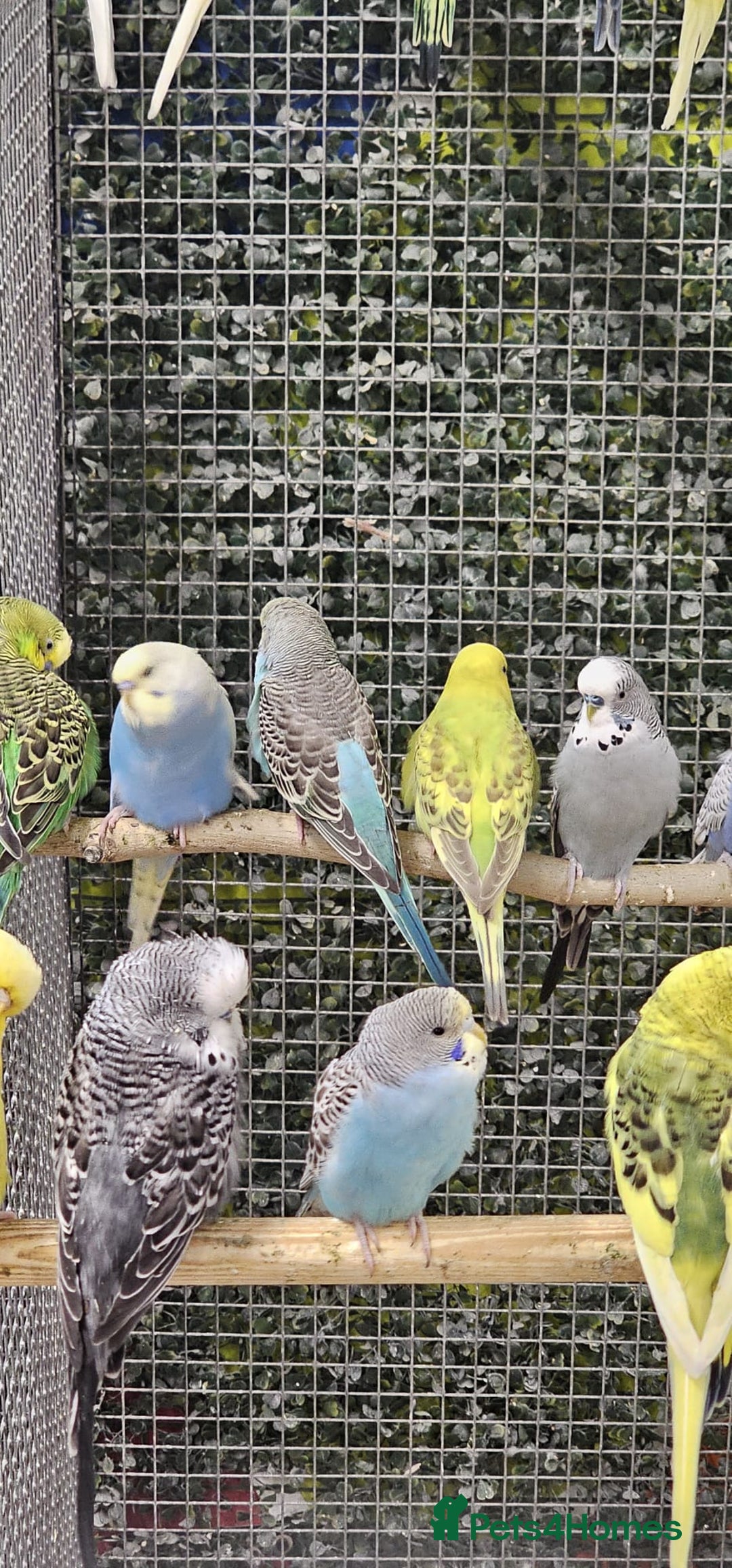 Budgerigars birds for sale: stunning beautiful budgies available  - Image 6
