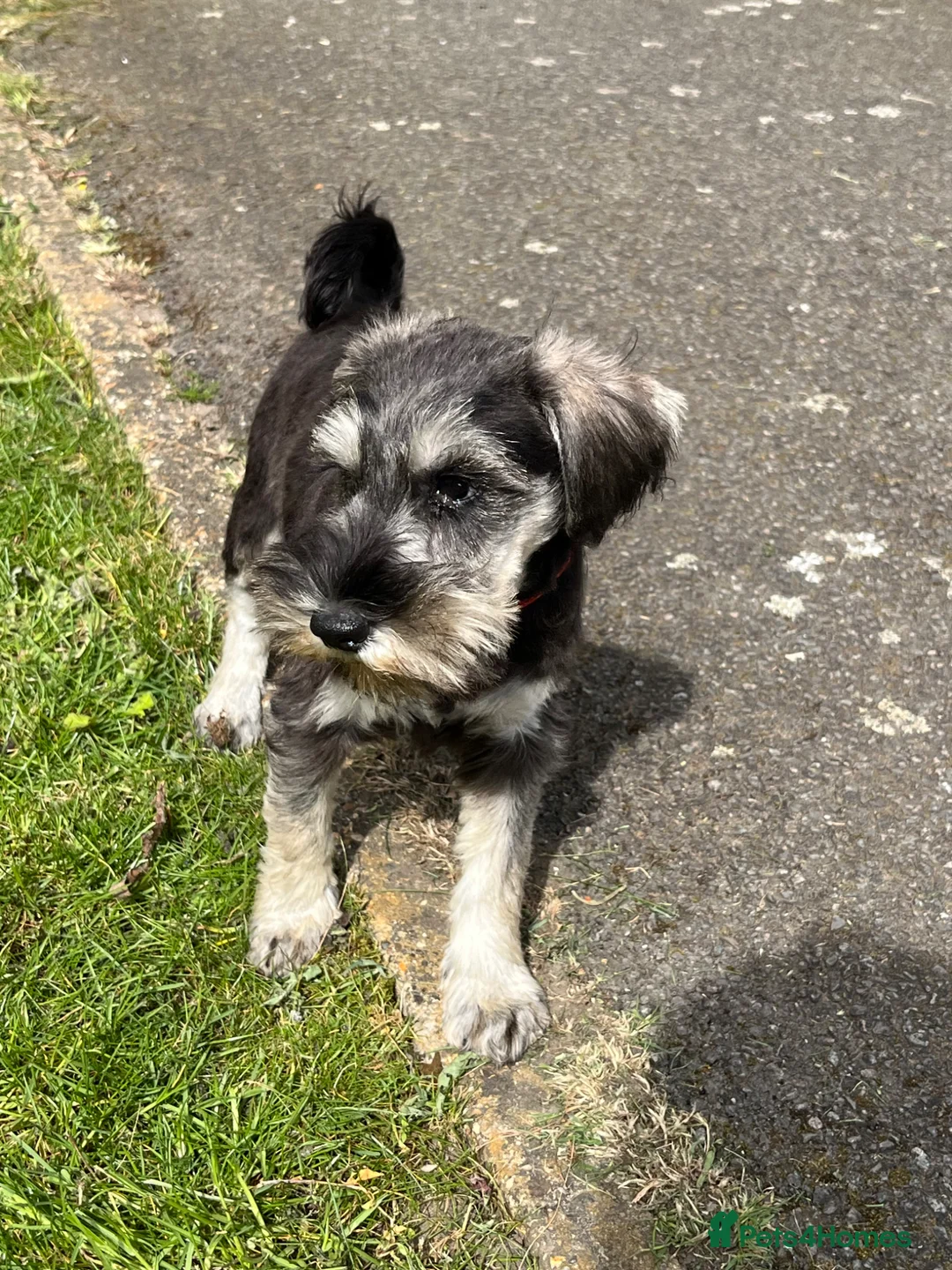 Miniature Schnauzer dogs for sale: Miniature Schnauzer Puppy in London - Advert 2