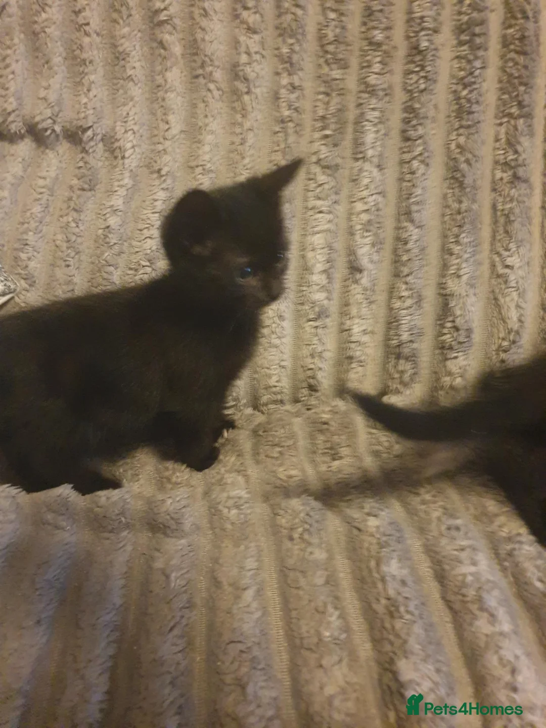 Mixed Breed cats for sale: 2 Cross Bengal kittens - Advert 2