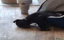 Mixed Breed dogs for sale: Collie cross - Image 1