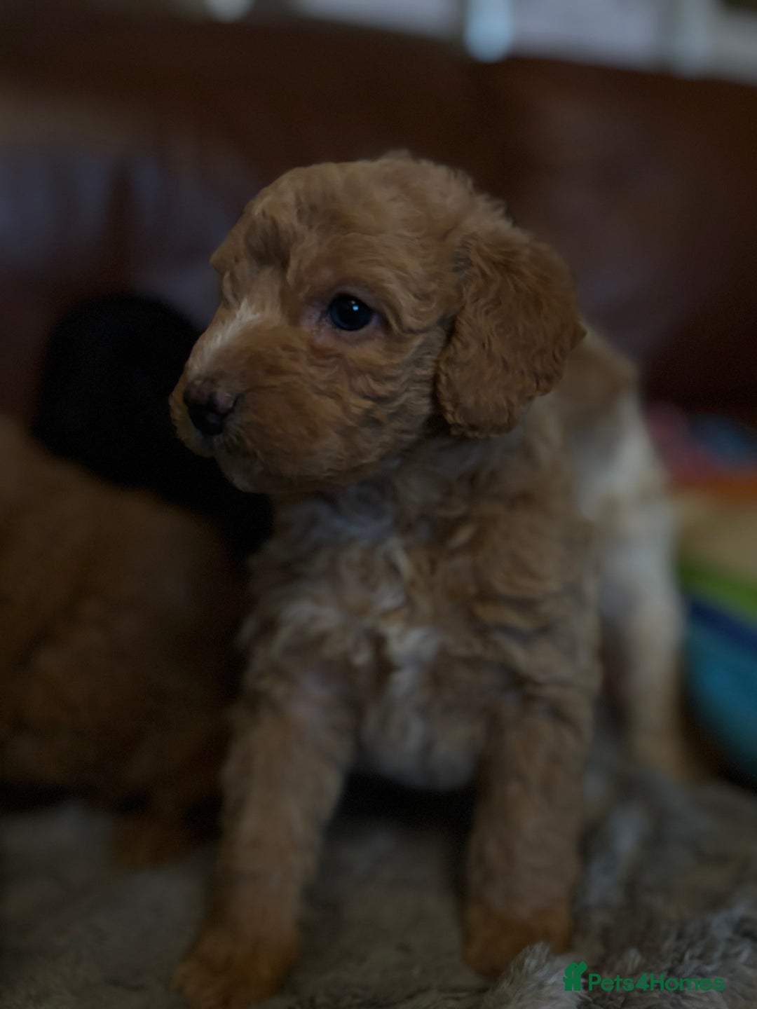 Labradoodle dogs for sale: F1b miniature labradoodles - Advert 6