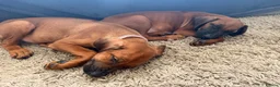 Rhodesian Ridgeback dogs for sale: KC Rhodesian Ridgebacks - Advert 5