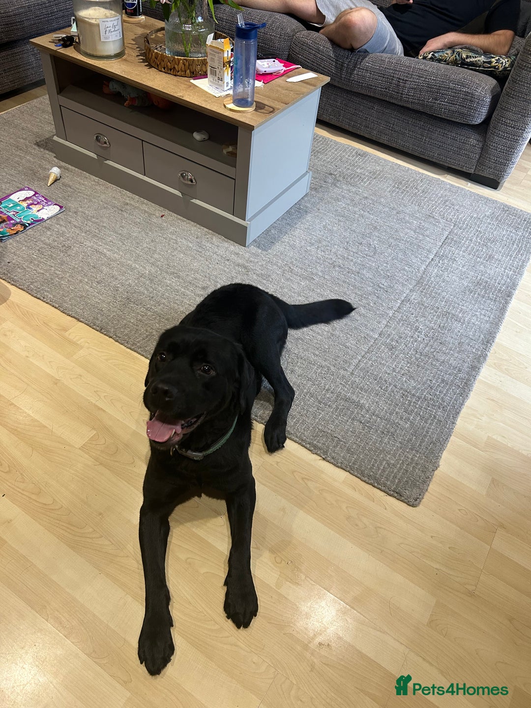 Labrador Retriever dogs for sale: Beautiful Lab - Advert 5