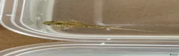 Axolotl reptiles for sale: Axolotl  - Advert 6