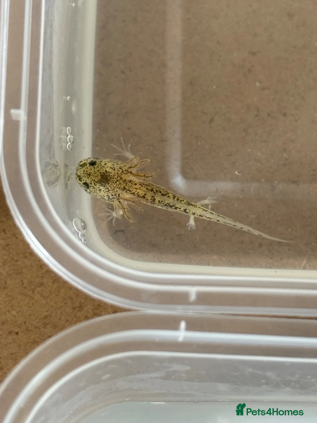 Axolotl reptiles for sale: Axolotl  - Advert 6