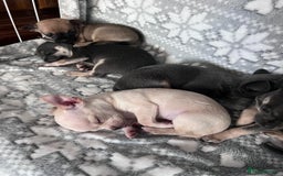 Chihuahua dogs for sale: Chihuahua puppies smooth coat - Image 11