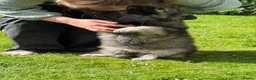 German Shepherd dogs for sale:  Reduced Stunning kcreg long coat GSD pups  - Advert 12