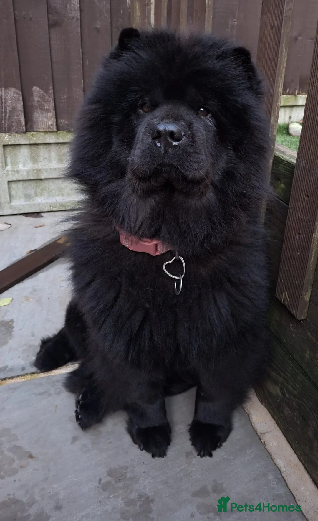 Chow Chow dogs for sale: Chow chow  - Advert 2