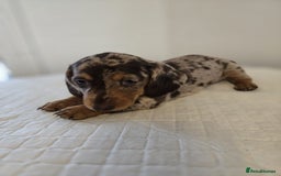 Dachshund dogs for sale: Beautiful dachshund babies  - Image 12