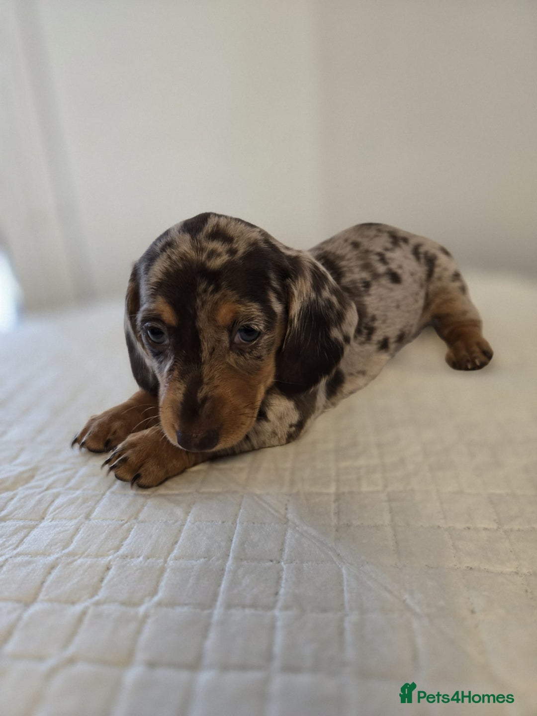 Dachshund dogs for sale: Beautiful dachshund babies  - Image 12