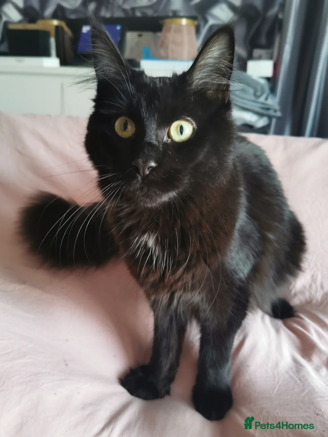 Maine Coon cats for sale: 2 females aged 2yrs - Advert 2