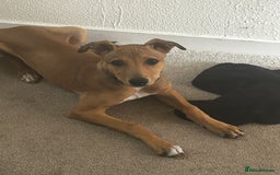 Lurcher dogs for sale: Loving 6Month Old Lurcher Puppy - Image 19