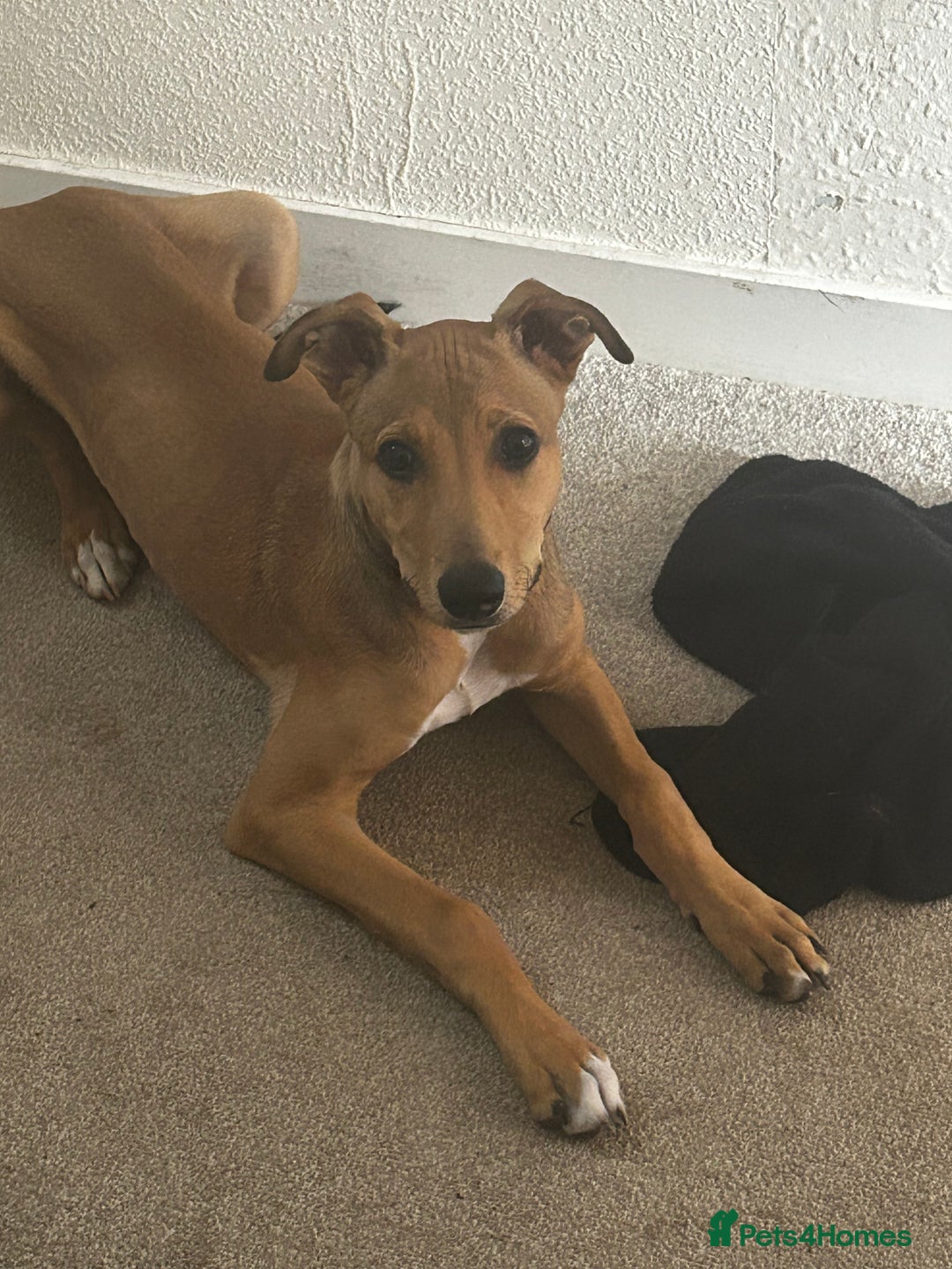 Lurcher dogs for sale: Loving 6Month Old Lurcher Puppy - Image 19