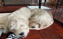 Labradoodle dogs for sale: Multigen Mini Labradoodle Puppies Available Now - Image 7