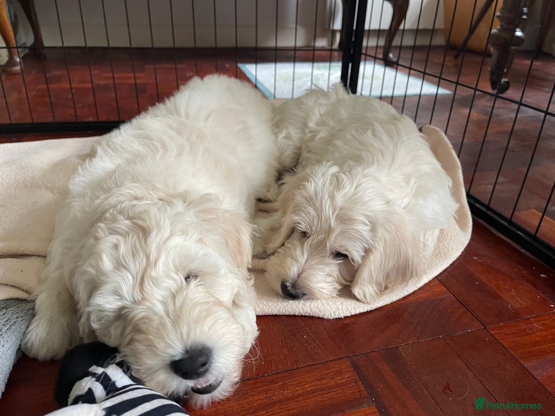 Labradoodle dogs for sale: Multigen Mini Labradoodle Puppies Available Now - Image 7