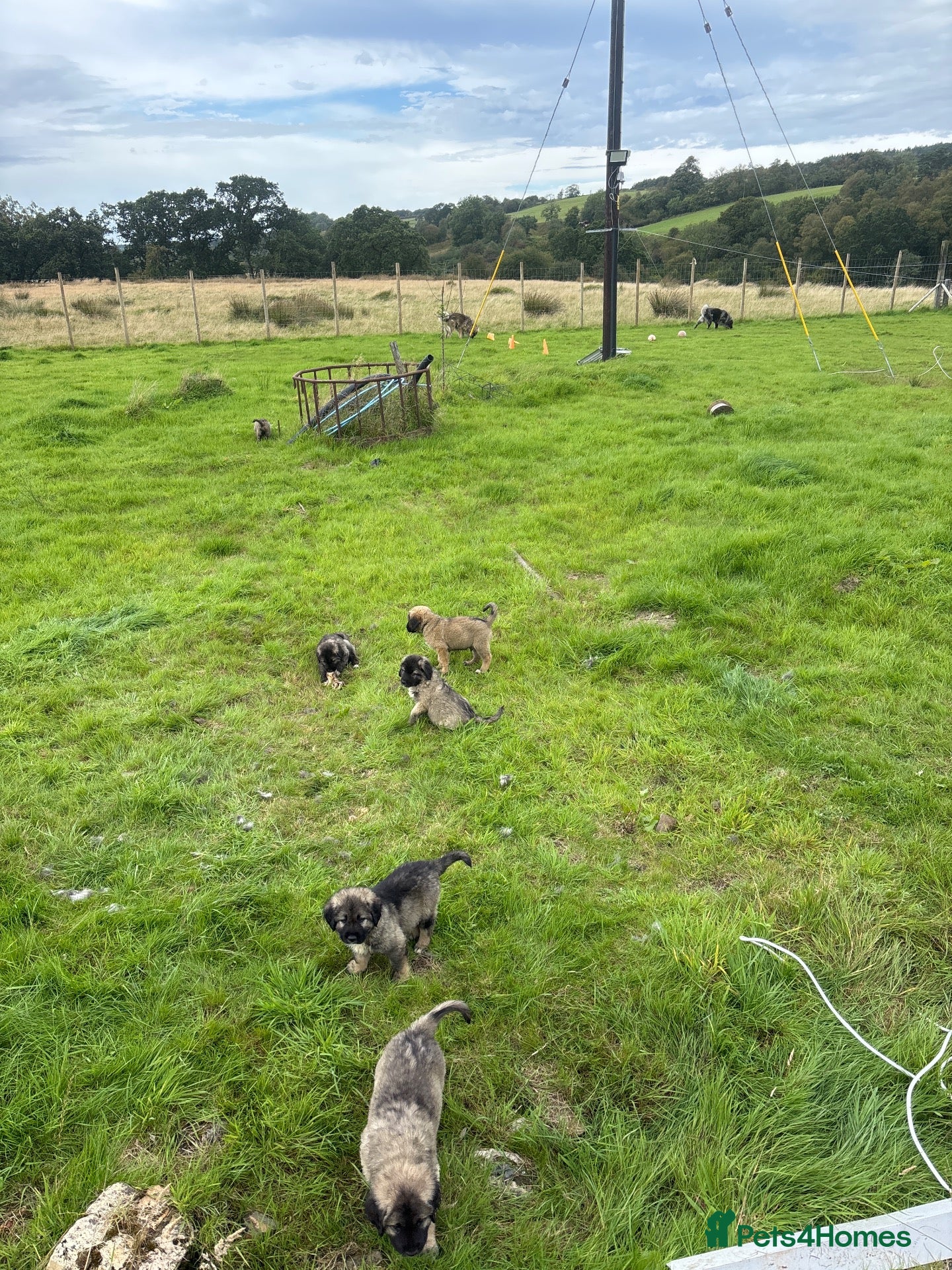 Caucasian Shepherd Dog dogs Caucasian shepherd pups. Final litter - Advert 10