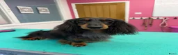 Miniature Dachshund dogs for stud: Silver dapple miniature longhaired dachshund stud - Advert 4