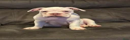 Mixed Breed dogs for sale: Olde English bulldog cross puppies - Advert 2