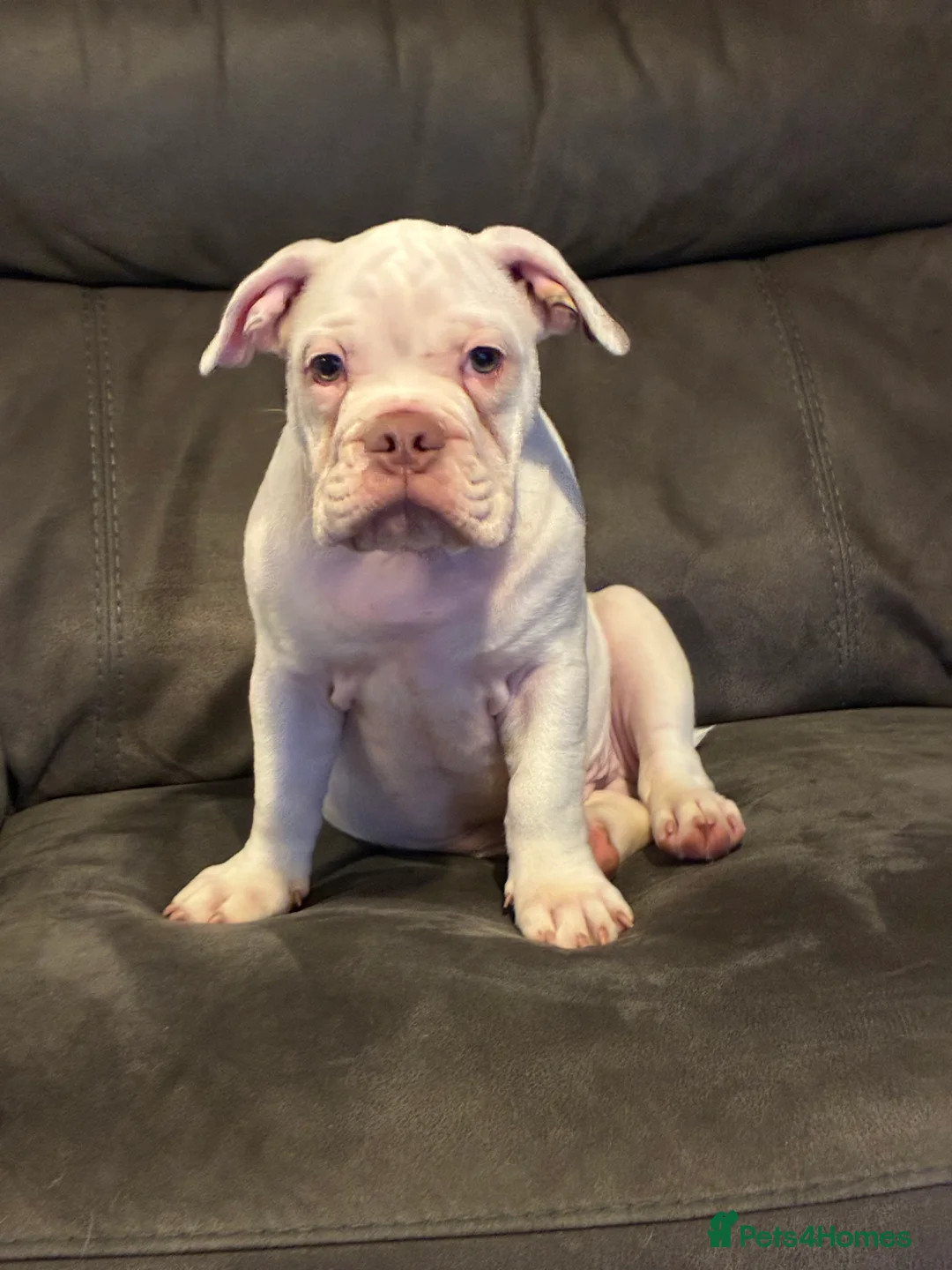 Mixed Breed dogs for sale: Olde English bulldog cross puppies - Advert 2