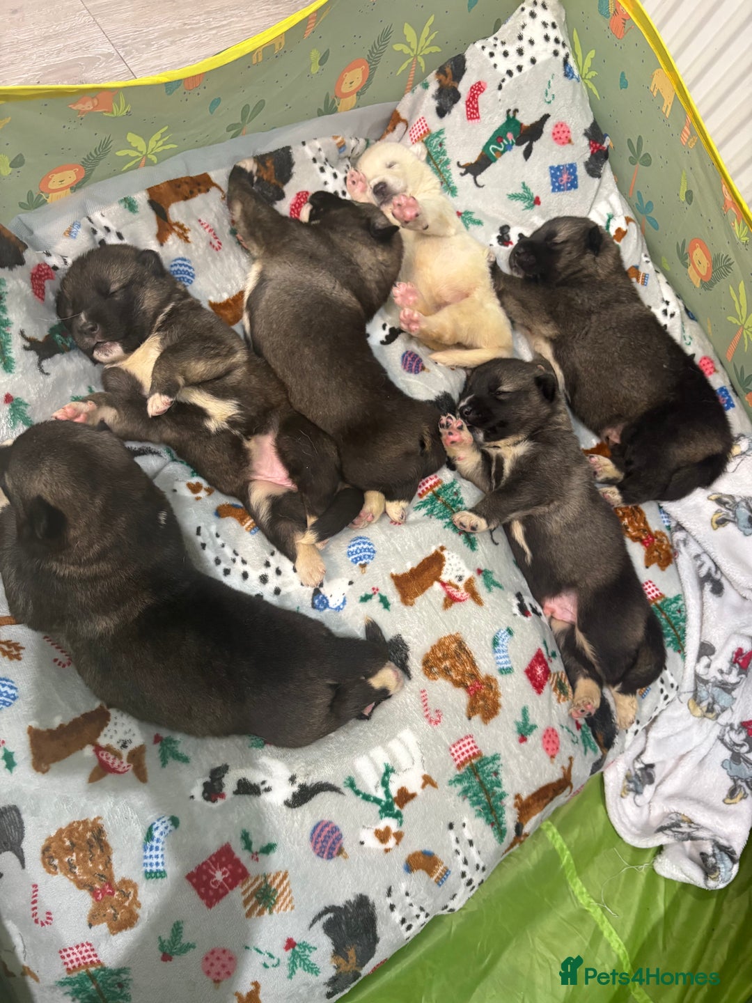 Huskita dogs for sale: american akuta X husky - Advert 23