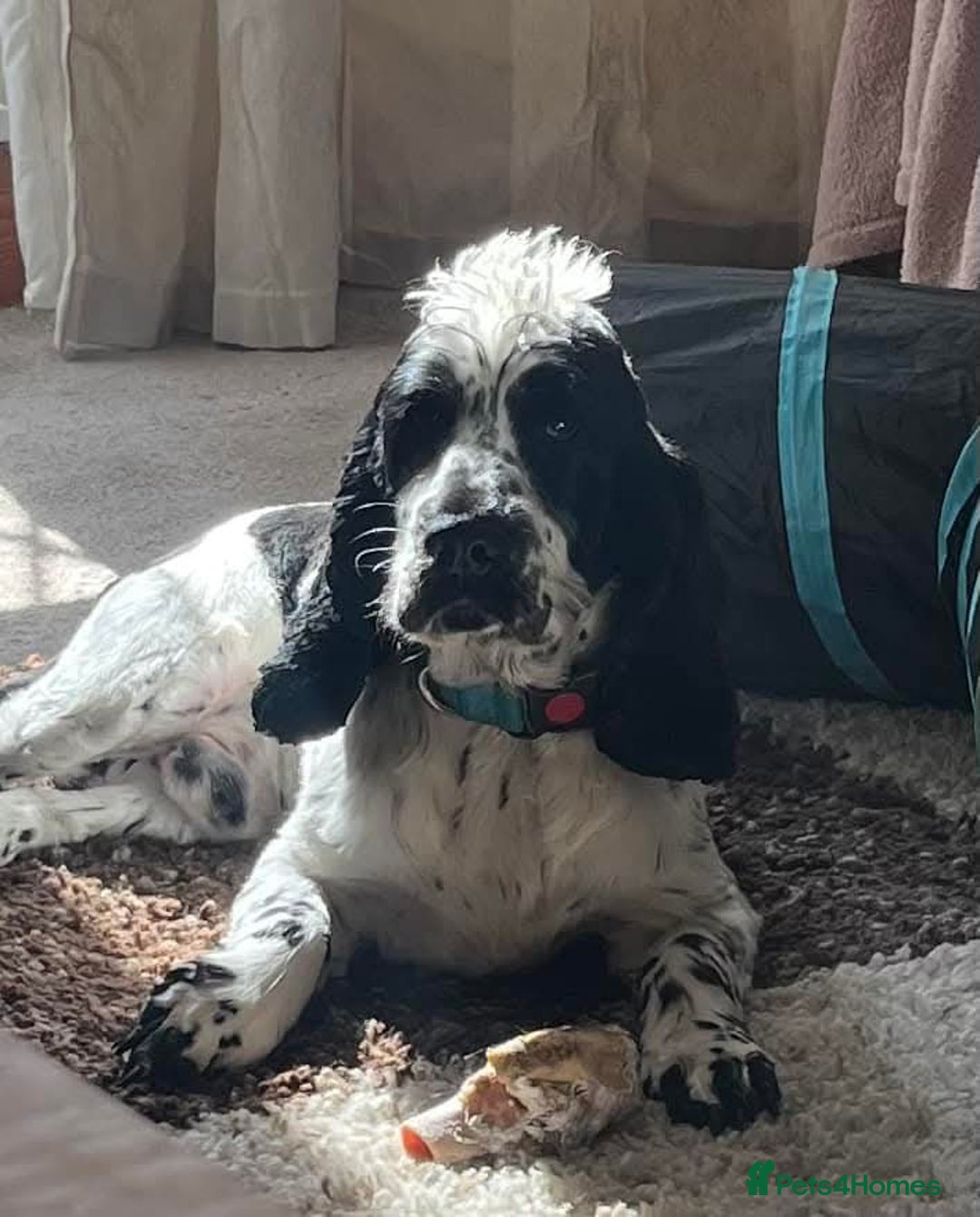 Cocker Spaniel dogs for stud: Beautiful show cocker stud £250 - Image 7