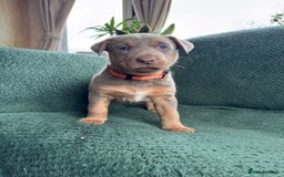 Australian Kelpie dogs for sale: Australian Kelpie Puppies WKC Registered - Image 25