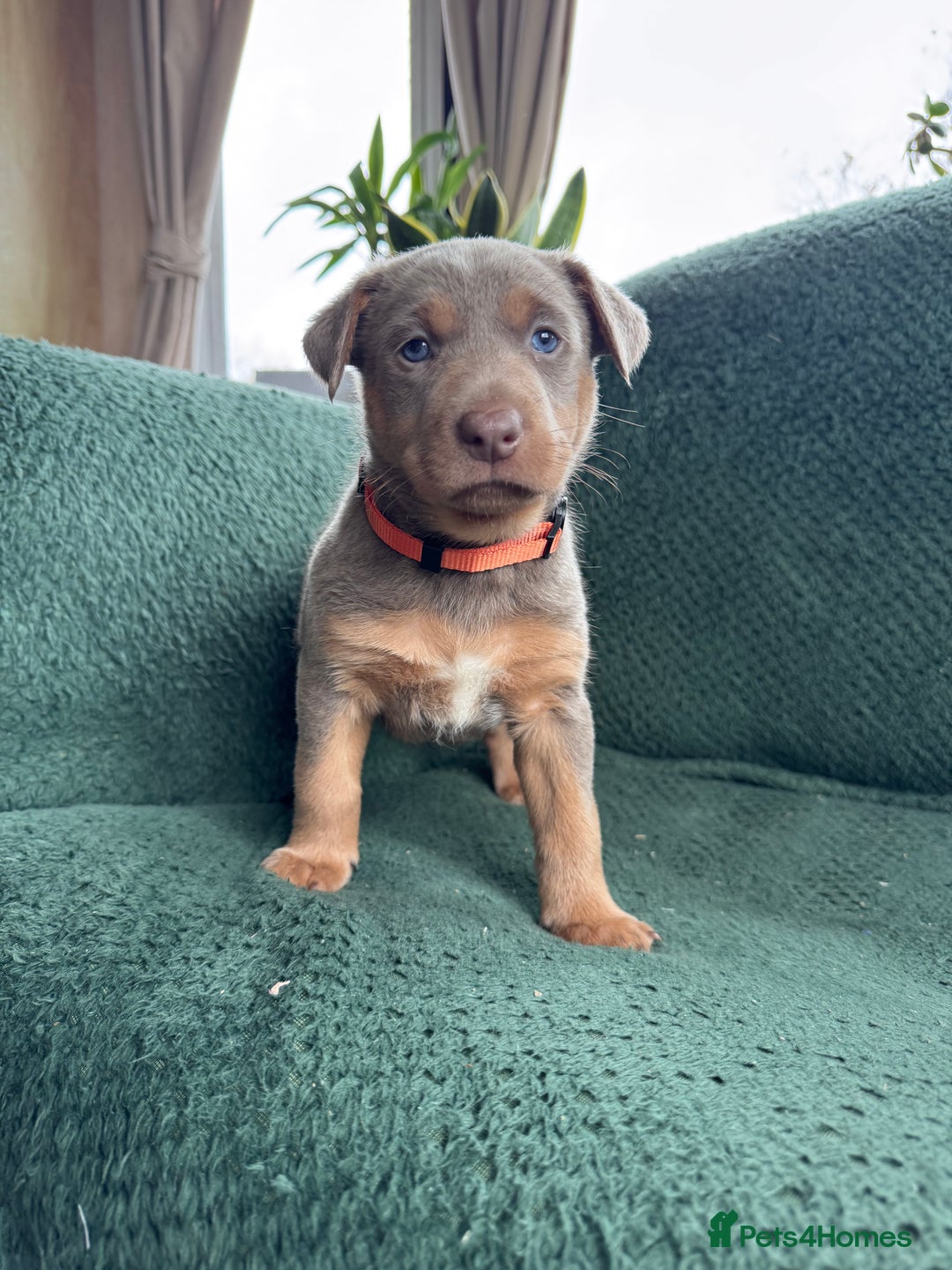 Australian Kelpie dogs for sale: Australian Kelpie Puppies WKC Registered - Image 25