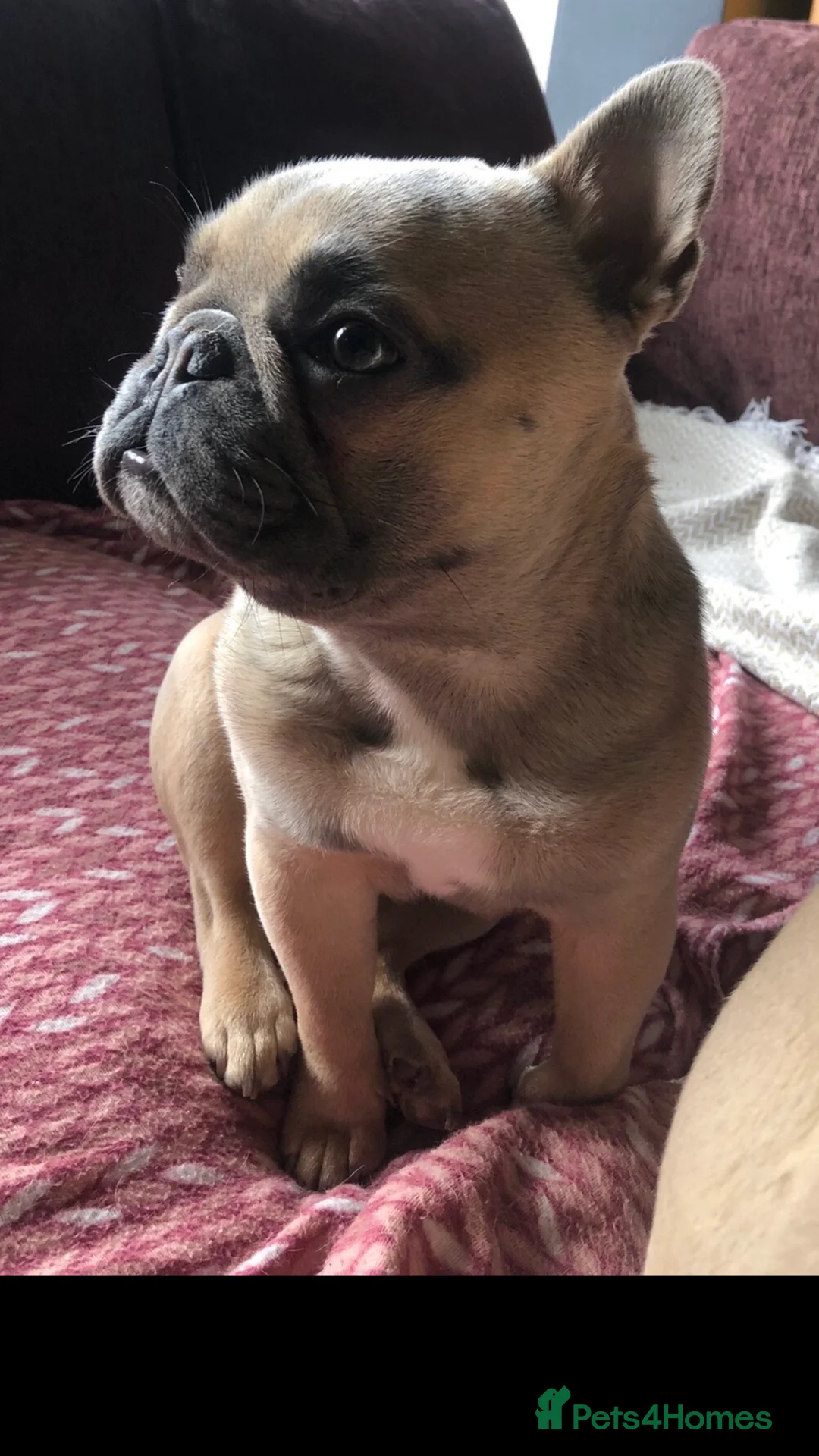 French Bulldog dogs for stud: Tiny French Bulldog – Quality KC 4kg  🌟 - Advert 1