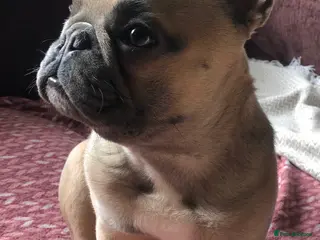 French Bulldog dogs Tiny French Bulldog – Quality KC 4kg 🌟 - Advert 1