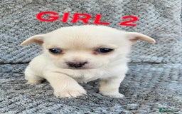 Pomchi dogs for sale: Beautiful merle pomchi puppies  - Image 8