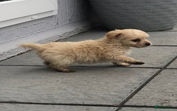 Jackapoo dogs for sale: 6 beautiful jackapoo pups - Image 17