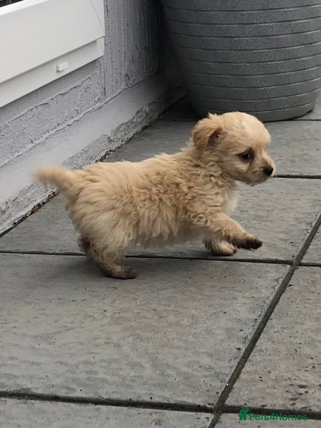 Jackapoo dogs for sale: 6 beautiful jackapoo pups - Image 17