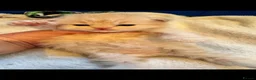 Maine Coon cats for sale: MAGICAL MAINE COON KITTENS - Advert 8