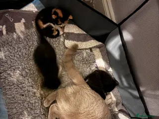 Mixed Breed cats 3 BSH X domestic cats - Advert 2