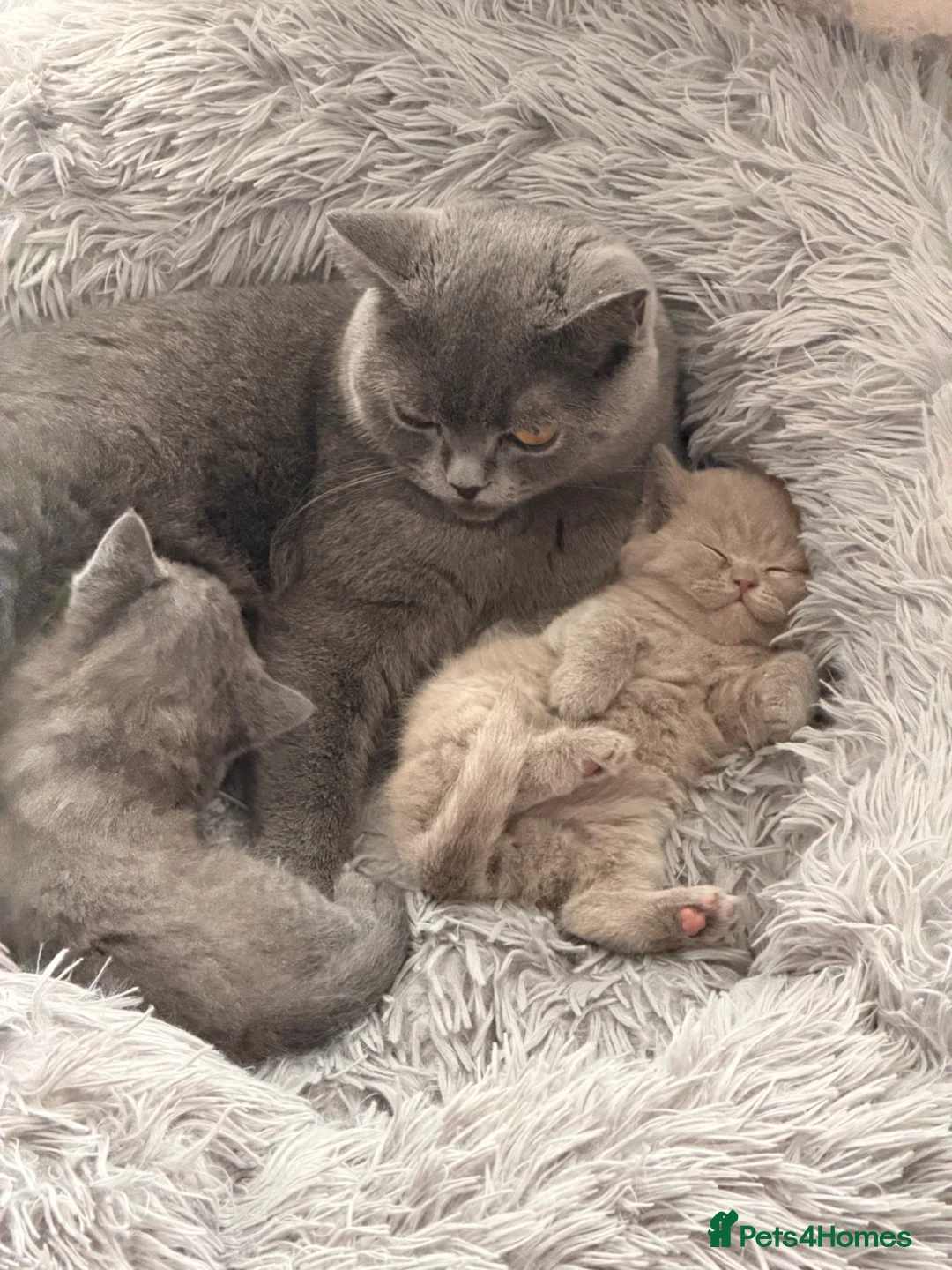 British Shorthair cats for sale:  British Shorthair Kittens  Boy and Girl - Advert 1