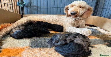 Goldendoodle dogs - Advert 13