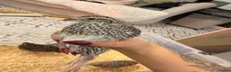 Quail poultry for sale: 4x female Coturnix quail.  - Advert 4