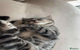 Bengal cats for sale: Two beautiful BSH/Bengal mix cats for sale  - Image 4