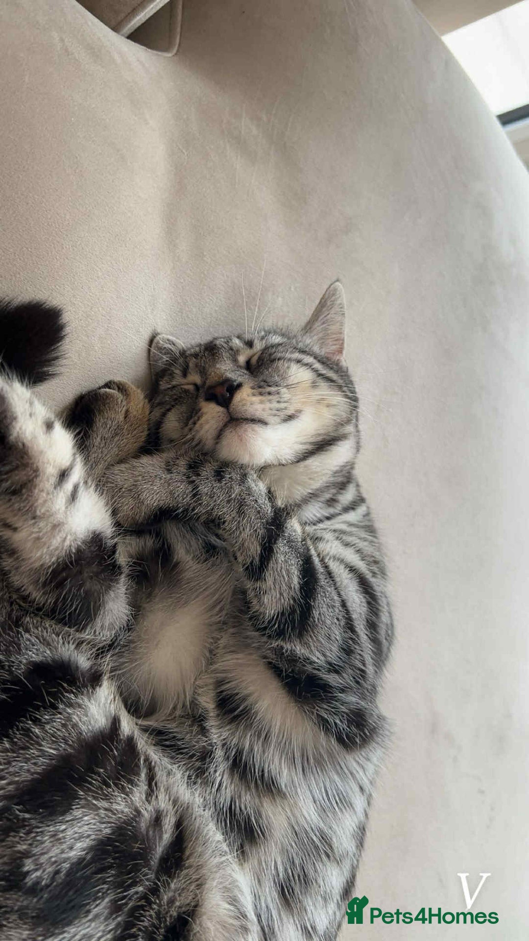Bengal cats for sale: Two beautiful BSH/Bengal mix cats for sale  - Image 4