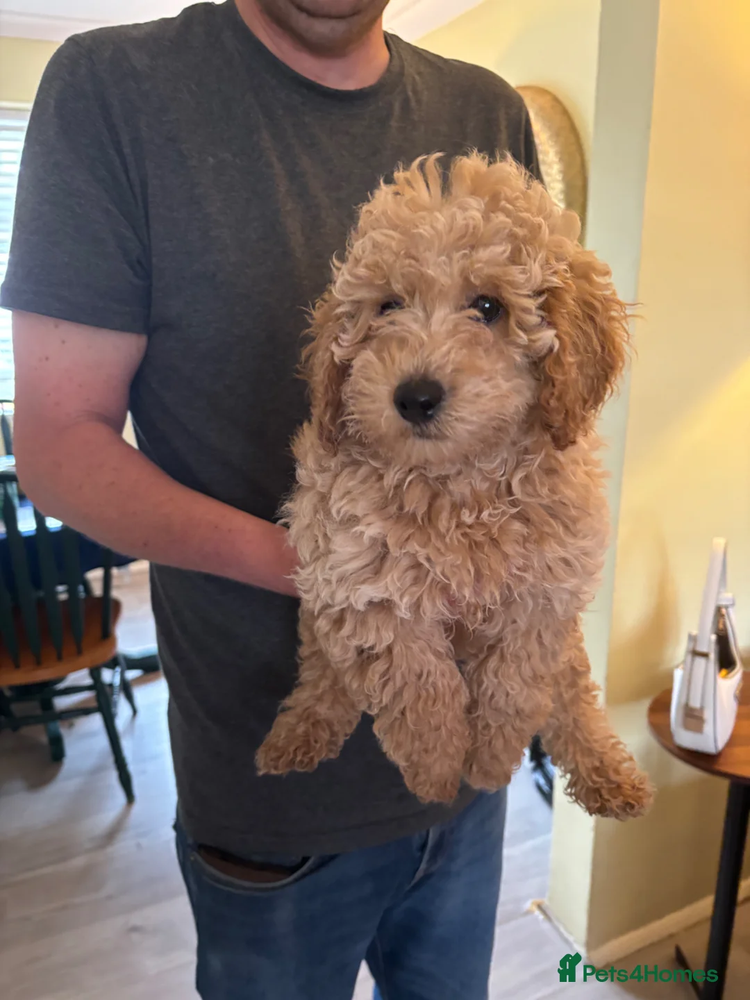 Cavapoo dogs for sale: Cavapoo in Yeovil - Advert 6