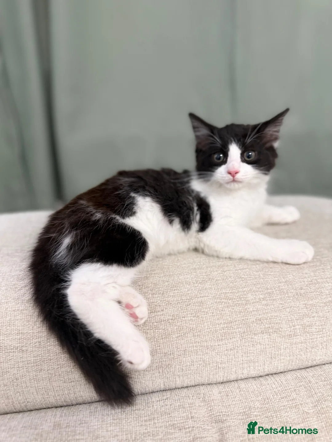 Mixed Breed cats for sale: Tux, Male long haired tuxedo kitten  - Advert 2