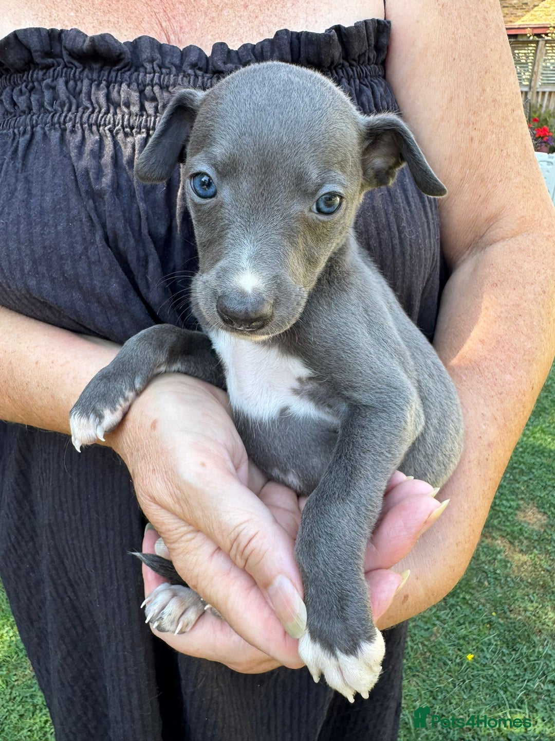 Whippet dogs for sale: Gorgeous whippet puppies  - Image 4